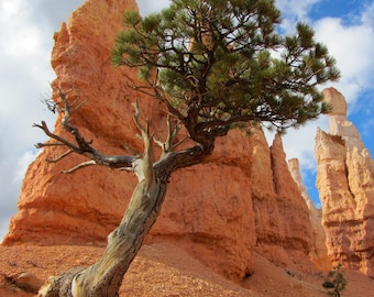 Puede incluir: Un paisaje pintoresco con un árbol de hojas verdes, sobre un fondo de formaciones rocosas de color naranja-rojizo. El cielo azul con nubes crea un contraste de colores y texturas. El tronco del árbol está desgastado y retorcido.