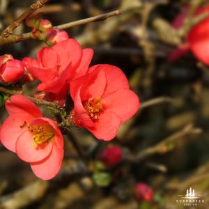 Chinese Quince Seeds | Chaenomeles Sinensis | Rare Ornamental and Fruiting Tree for Gardens & Bonsai