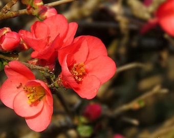 CHAENOMELES CIDO COTOGNO GIAPPONESE IN VASO 21CM - Caducifoglia - Foto 8