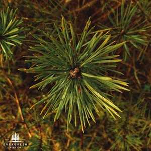 May include: Close-up of a cluster of green pine needles with a small brown cone at the center. The needles are long and thin, radiating outwards. The background is a blurred mix of brown and green.