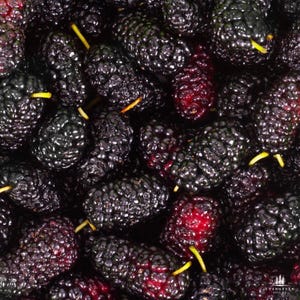 Semillas de morera negra (Morus nigra): árbol frutal dulce comestible para jardines, fauna silvestre y polinizadores.