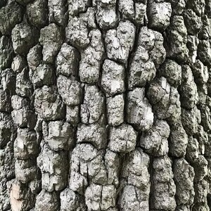 Puede incluir: Primer plano de la corteza de un &aacute;rbol con una superficie rugosa y texturizada. La corteza es principalmente gris con sombras m&aacute;s oscuras, creando un patr&oacute;n de formaciones irregulares y elevadas. La textura general es &aacute;spera y detallada, mostrando los patrones naturales del &aacute;rbol.