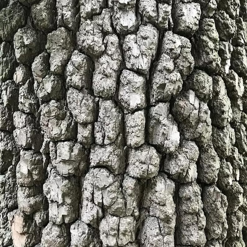 Puede incluir: Primer plano de la corteza de un &aacute;rbol con una superficie rugosa y texturizada. La corteza es principalmente gris con sombras m&aacute;s oscuras, creando un patr&oacute;n de formaciones irregulares y elevadas. La textura general es &aacute;spera y detallada, mostrando los patrones naturales del &aacute;rbol.