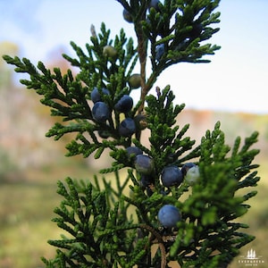 Eastern Red Cedar Tree Seeds | Juniperus Virginiana | Hardy Midwestern Native Evergreen for Windbreaks & Wildlife