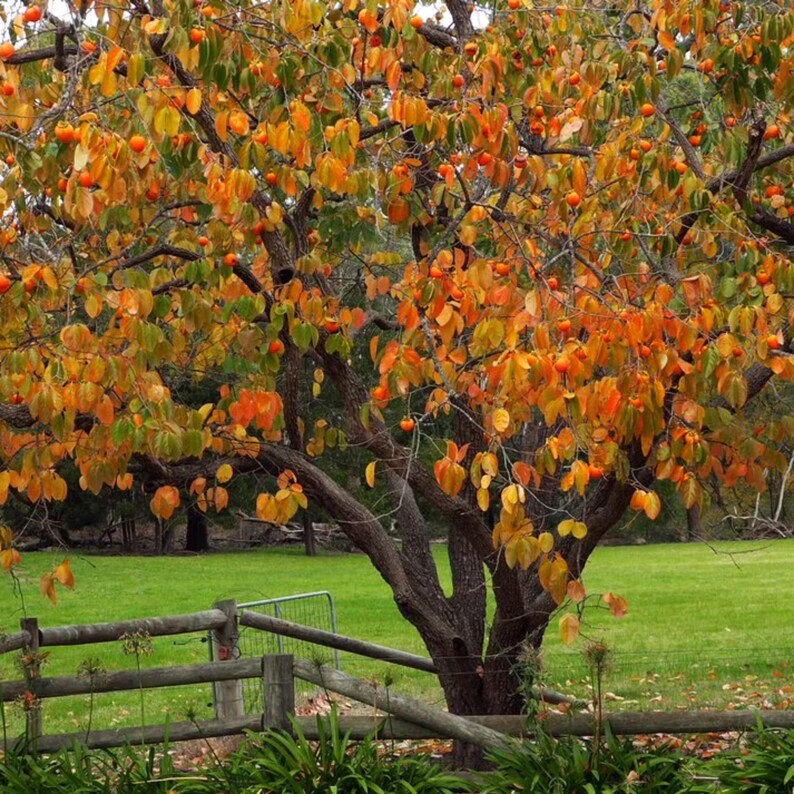 Puede incluir: Un &aacute;rbol grande con hojas naranjas y amarillas, cargado de peque&ntilde;os frutos naranjas. El tronco oscuro y las ramas del &aacute;rbol contrastan con la hierba verde y una valla de madera en primer plano.