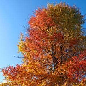 May include: A vibrant tree with leaves in shades of red, orange, and yellow against a clear blue sky. The image captures the beauty of autumn, showcasing the colorful foliage of the tree.