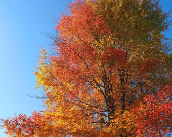 Puede incluir: Un árbol vibrante con hojas en tonos rojos, naranjas y amarillos contra un cielo azul claro. La imagen captura la belleza del otoño, mostrando el colorido follaje del árbol.
