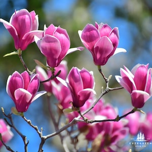Lily Magnolia Tree Seeds | Grow Stunning Pink-Purple Flowers | Hardy Ornamental Magnolia for Gardens