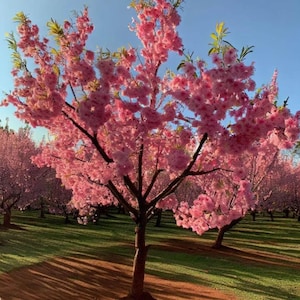 Graines d'amandier en fleurs (Prunus triloba) | Arbuste ornemental rustique pour jardins et paysages