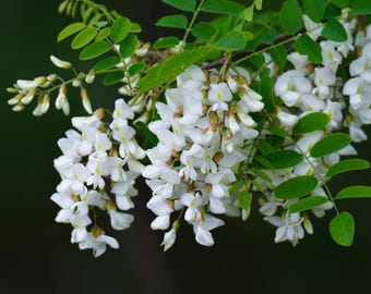 Puede incluir: Primer plano de una rama con racimos de flores blancas y hojas verdes sobre un fondo oscuro. Las flores están en plena floración, con pétalos delicados. Las hojas son de un verde vibrante.