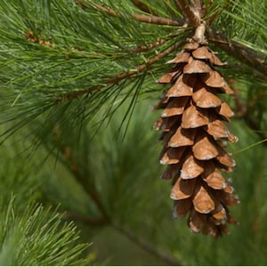 Eastern White Pine Tree Seeds | Native, Fast-Growing Evergreen for Privacy, Reforestation & Windbreaks