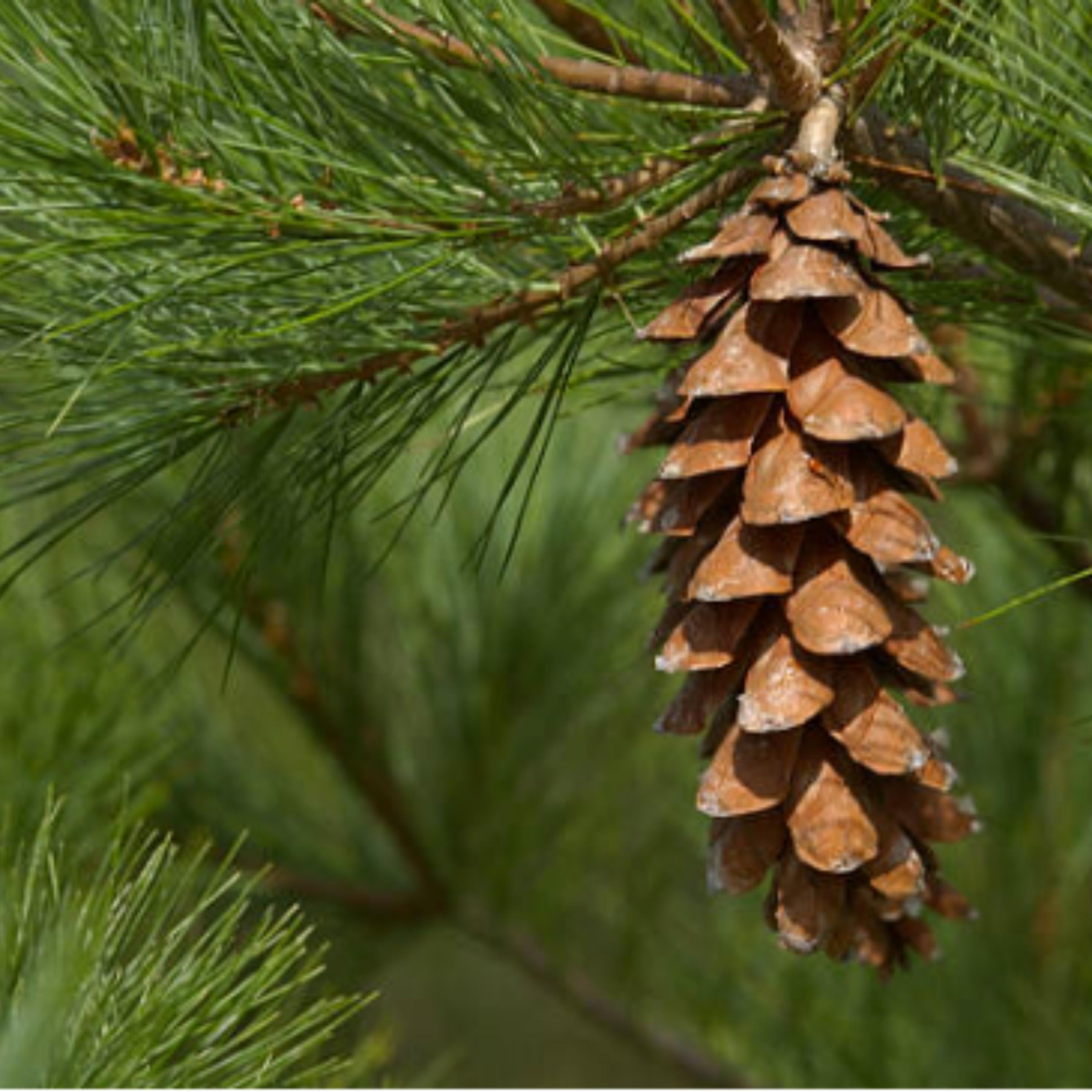 Eastern White Pine Tree Seeds | (pinus Strobus) - Etsy