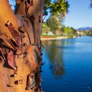 River Birch Tree Seeds | Betula nigra | Hardy Ornamental Tree for Wetlands & Landscapes