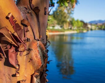 River Birch Tree Seeds | Black Birch | (Betula nigra)