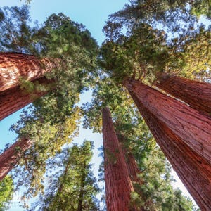 Giant Sequoia Tree Seeds | Sequoiadendron giganteum | Legendary Long-Lived Giants for Legacy Landscapes & Rewilding