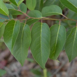 Puede incluir: Primer plano de hojas verdes con una vena central prominente, unidas a un tallo marr&oacute;n. Las hojas son lisas y tienen un aspecto ligeramente brillante. La imagen destaca la textura natural y las variaciones de color del follaje.