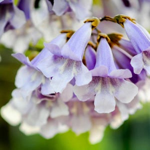 Kaiserinbaum Samen | Paulownia Elongata | Am schnellsten wachsendes Hartholz für Schatten, Blumen, Nutzholz & Biomasse