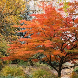 Japanese Maple Seeds (Acer palmatum) | Ornamental Tree for Bonsai & Landscaping