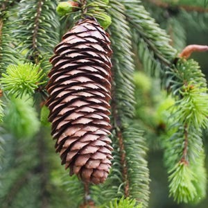 Norway Spruce Tree Seeds (Picea abies) | Hand-Harvested Evergreen for Reforestation & Landscaping
