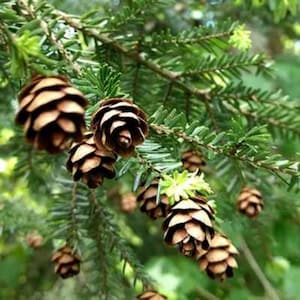Eastern Hemlock Tree Seeds (Tsuga canadensis) | Hand-Collected, Native Tree Seeds for Reforestation