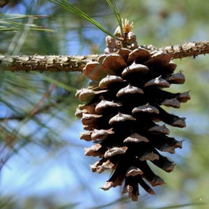 Improved Loblolly Pine Tree Seeds - Pinus taeda | Fast Growing Evergreen for Landscaping & Erosion Control