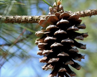 May include: A close-up of a pine cone hanging from a branch. The cone is brown with a textured surface and is surrounded by green pine needles and a blurred blue sky in the background.