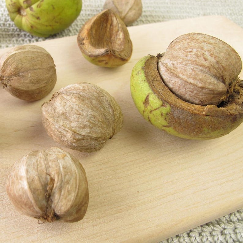 Shellbaark Tree Shellbark Hickory Tree Seeds | Kingnut Hickory | (carya Laciniosa) - Etsy