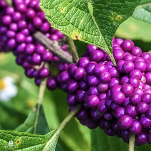 American Beautyberry Seeds | Callicarpa Americana | Native Shrub with Vibrant Purple Berries for Wildlife & Landscaping