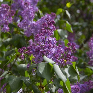 Common Lilac Tree Seeds | Syringa vulgaris | Fragrant, Fast-Growing Shrub for Pollinators & Spring Color