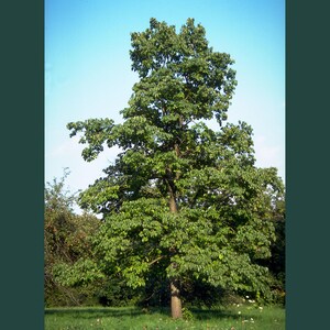 Puede incluir: Un &aacute;rbol alto con una copa llena de hojas verdes contra un cielo azul claro. El tronco del &aacute;rbol es marr&oacute;n y se encuentra en una zona cubierta de hierba con otros &aacute;rboles al fondo. La imagen est&aacute; bien iluminada, mostrando la forma natural del &aacute;rbol.