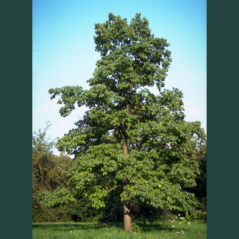 Puede incluir: Un &aacute;rbol alto con una copa llena de hojas verdes contra un cielo azul claro. El tronco del &aacute;rbol es marr&oacute;n y se encuentra en una zona cubierta de hierba con otros &aacute;rboles al fondo. La imagen est&aacute; bien iluminada, mostrando la forma natural del &aacute;rbol.