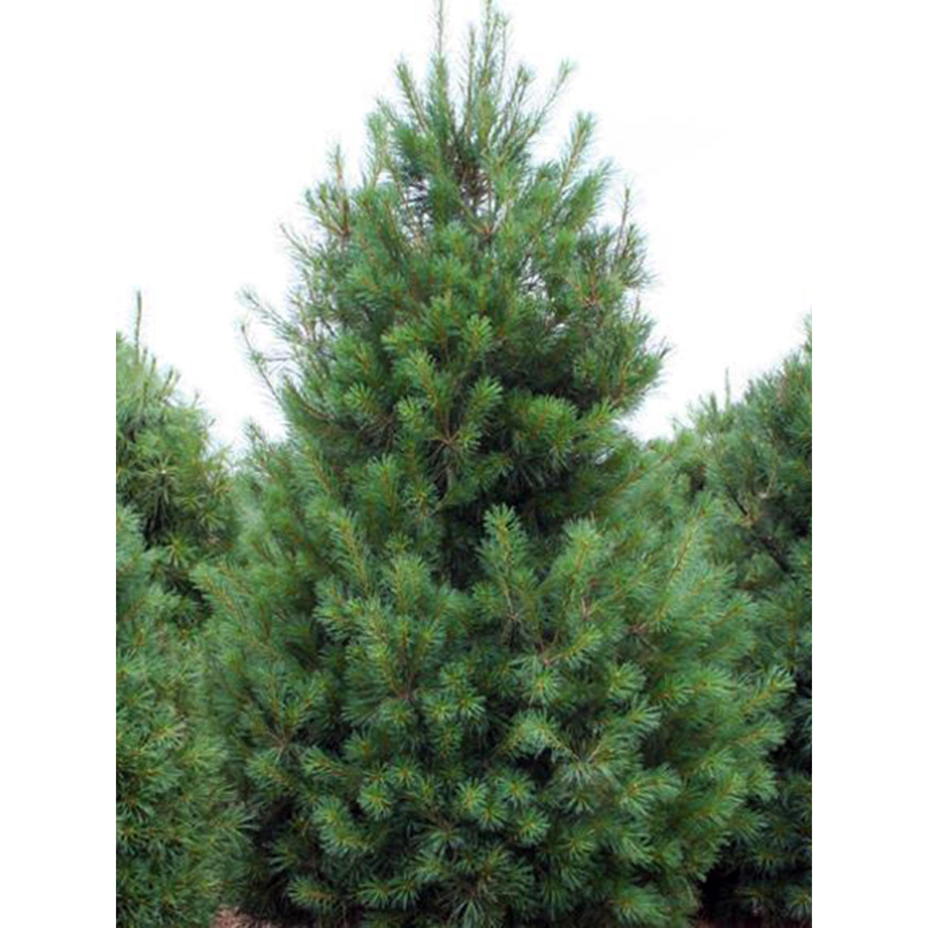 Eastern White Pine Tree Seeds | (pinus Strobus) - Etsy