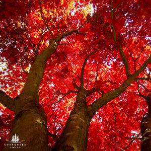 Red Maple Tree Seeds (Acer rubrum) | Hardy, Fast-Growing Native for Reforestation & Wildlife