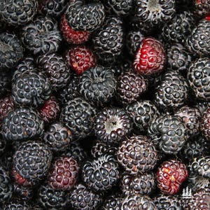 May include: A close-up shot of a pile of ripe black raspberries, with a few red ones interspersed. The berries are round and textured, with a deep black color. The image is well-lit, showing the details of the fruit.