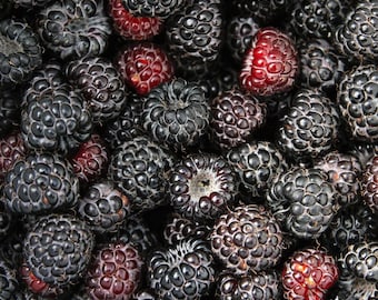 May include: A close-up shot of a pile of ripe black raspberries, with a few red ones interspersed. The berries are round and textured, with a deep black color. The image is well-lit, showing the details of the fruit.