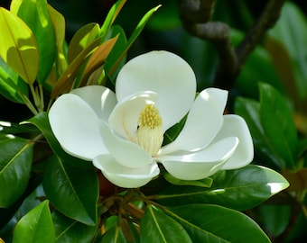 Southern Sweetbay Magnolia Seeds | Magnolia Virginiana | Fragrant Flowering Tree for Landscaping & Pollinators