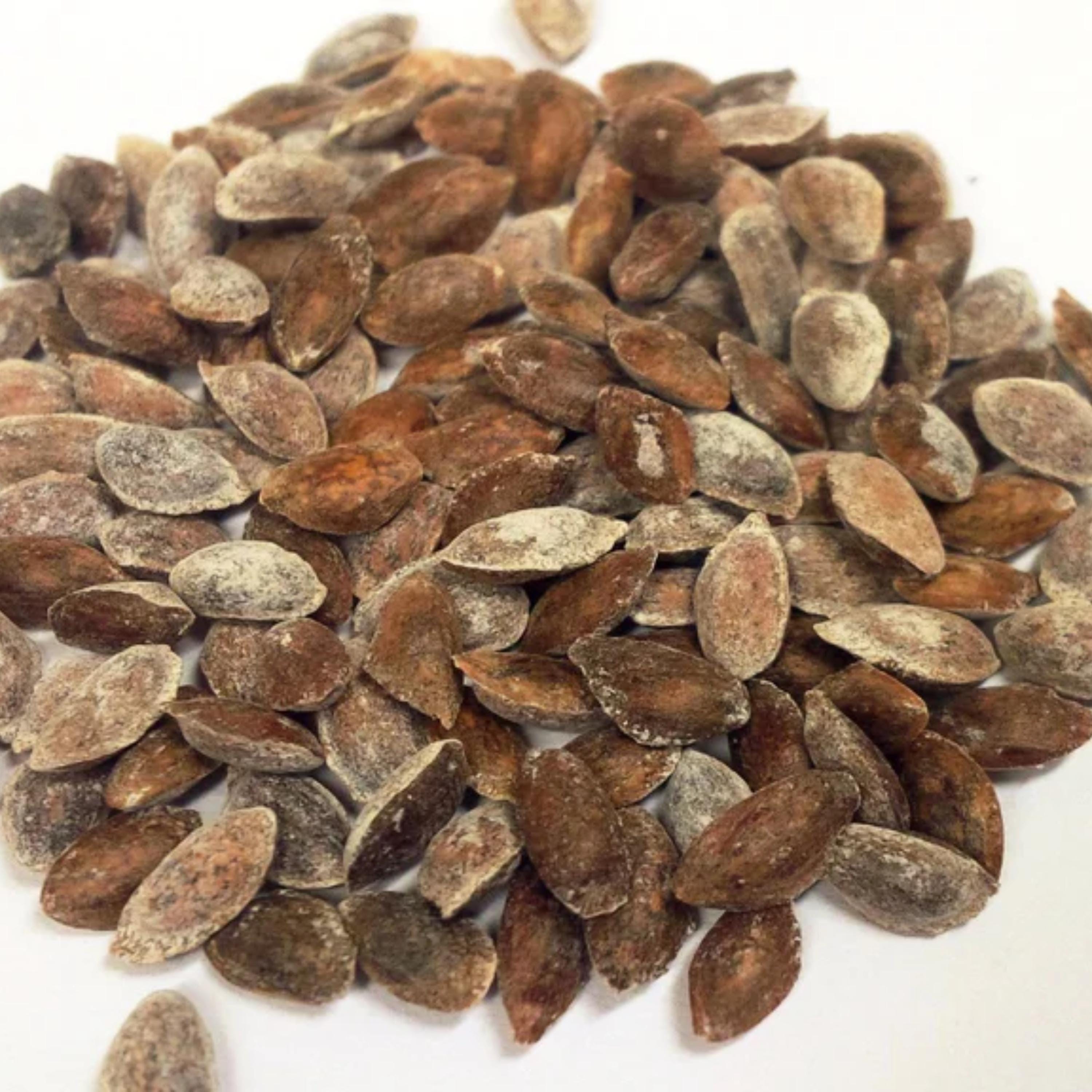 eastern-white-pine-tree-seeds-pinus-strobus-etsy