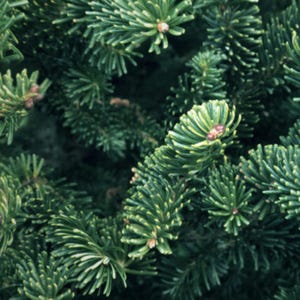 Fraser Fir Tree Seeds (Abies fraseri) | Native Christmas Tree Seeds for Landscaping, Reforestation, and Wildlife Habitat
