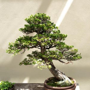 Hinoki Cypress Tree Seeds | Chamaecyparis obtusa | Elegant Evergreen for Bonsai, Gardens & Landscapes