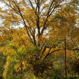 May include: A vibrant image of a large tree with golden yellow leaves, set against a backdrop of lush green foliage. The tree's branches reach upwards, creating a striking contrast with the surrounding greenery. The scene is bathed in natural light.