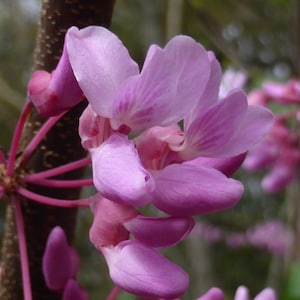 Eastern Redbud Tree Seeds (Cercis canadensis) | Native Flowering Tree for Pollinators & Landscaping