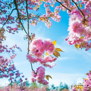Japanese Hill Cherry Tree Seeds | Prunus serrulata | Ornamental White to Pink Flowering Tree