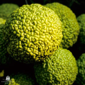 Osage Orange Tree Seeds | Maclura pomifera | Hardy, Fast-Growing Hedge Tree with Thorny Branches and Distinctive Fruit