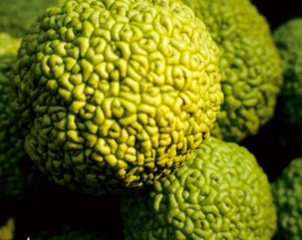 May include: Close-up of several green Osage orange fruits, also known as hedge apples, with a textured, bumpy surface. The fruits are clustered together, with some in focus and others blurred in the background. The image has a natural, organic feel.