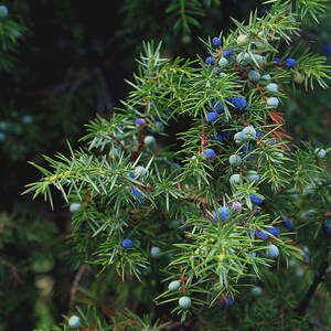 May include: Close-up of a juniper branch with vibrant green needles and clusters of blue berries. The image showcases the plant's texture and color contrast against a dark background. The berries are a key feature.