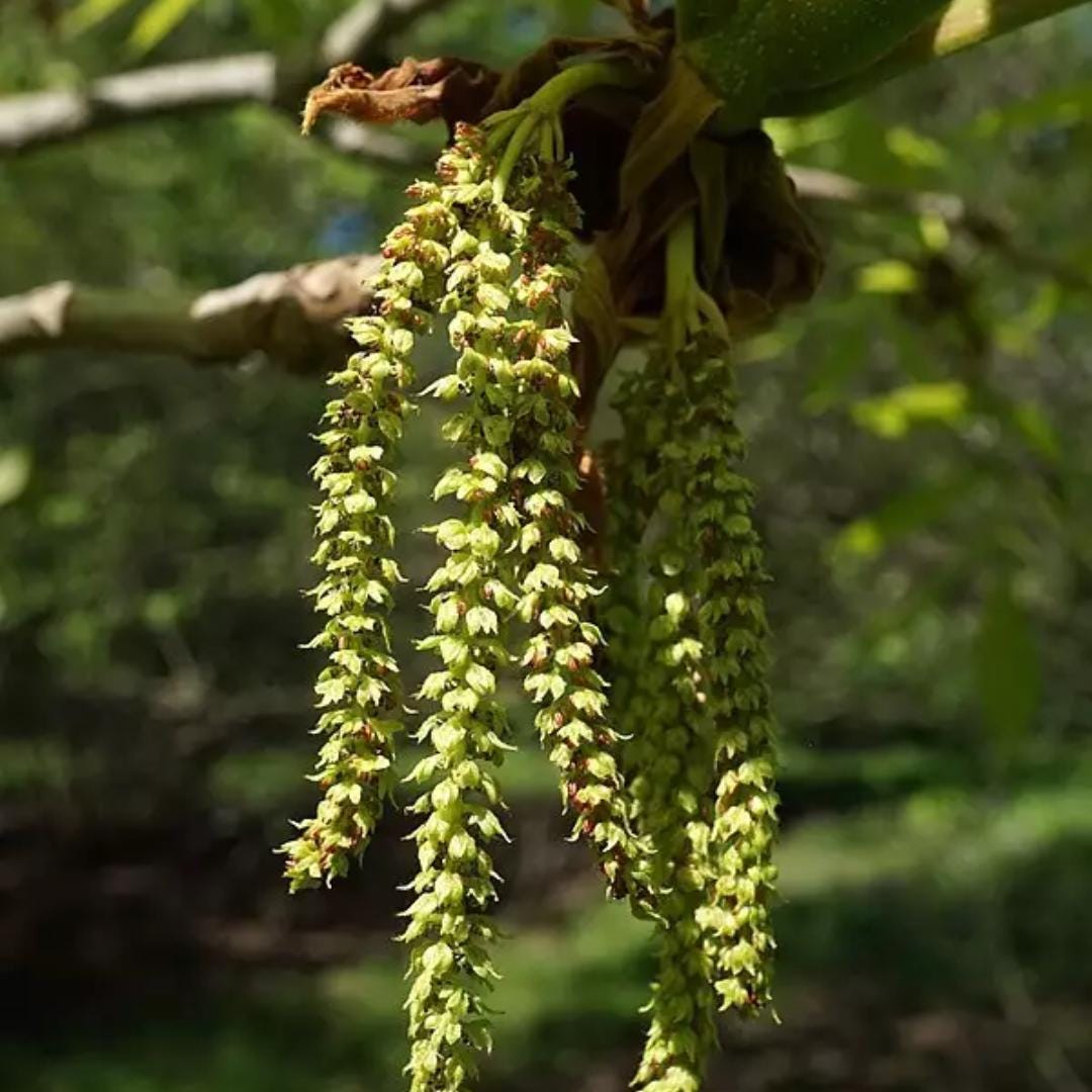 Shellbark Hickory Tree Seeds | Kingnut Hickory | (carya Laciniosa) - Etsy