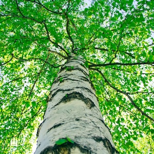 May include: A low-angle shot of a birch tree, showcasing its white bark with dark horizontal markings. The tree's branches are filled with vibrant green leaves, creating a lush canopy against a bright sky. The image emphasizes the tree's height and natural beauty.