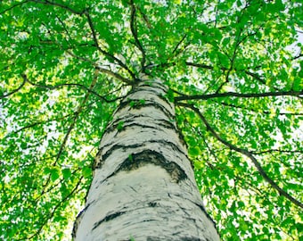 White Paper Birch Tree Seeds: Native Ornamental Betula Papyrifera