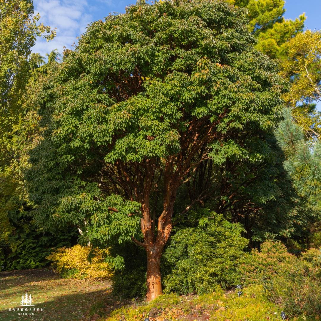 Paperbark Maple (acer Griseum) | Rare Ornamental Tree With Peeling ...