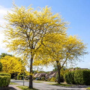 May include: A sunny street scene featuring several trees with vibrant yellow foliage. The trees stand tall against a clear blue sky, with a residential neighborhood visible in the background. The image captures a bright, warm day.